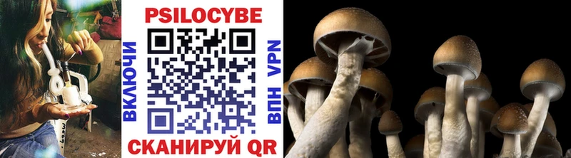 Псилоцибиновые грибы Psilocybine cubensis  Звенигород 